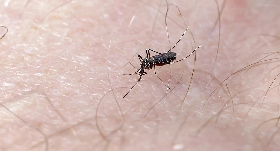 El SES confirma un caso de fiebre del Nilo Occidental en Extremadura