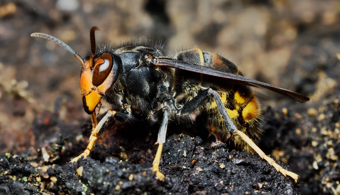 Alertan sobre la expansión de la avispa asiática y el aumento del riesgo asociado a garrapatas y mosquitos