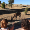 Así se vive la berrea del ciervo en el Parque Nacional de Monfragüe