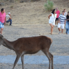Así se vive la berrea del ciervo en el Parque Nacional de Monfragüe