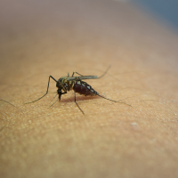 Confirmado un nuevo caso de fiebre del Nilo Occidental en Extremadura