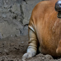 Una mujer herida tras ser embestida por un animal en un camino de Perales del Puerto
