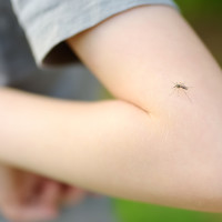 La OCU deja claro que las pulseras antimosquitos no sirven: estas son las opciones más eficaces