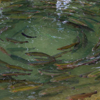 FONDENEX denuncia la retirada del Plan Piscícola y acusa a la Junta de ceder ante las especies invasoras