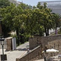 Se oponen al proyecto para la nueva Plaza Marrón de Cáceres: "¿Qué daño hacen los árboles?"