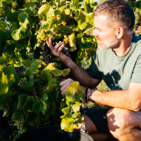 Reclaman "contratos que cubran costes" para los productores de uva en Extremadura