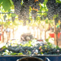 La vendimia se adelantará dos semanas este año en Extremadura