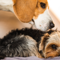¿Pueden los perros morir de pena? Un veterinario responde a los grandes mitos sobre las mascotas