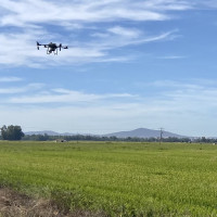 La Junta inicia el tratamiento fitosanitario para el control de la pudenta del arroz