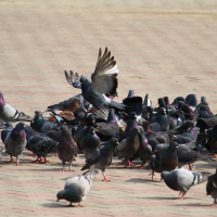 Críticas al plan de Mérida para el control de palomas: "Pan para hoy y hambre para mañana"