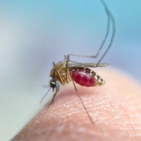 Cómo prevenir la picadura del mosquito del Virus del Nilo
