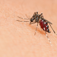 Extremadura suma seis nuevos casos de fiebre del Nilo Occidental que elevan la cifra a 17