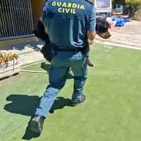 Investigados los dos propietarios de una escuela canina por presunto maltrato animal