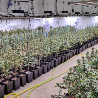 Descubren un invernadero clandestino con unas 1.000 plantas de cannabis en Extremadura
