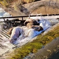 Piden una normativa estatal para evitar la muerte de animales en infraestructuras humanas