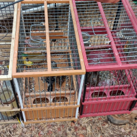 Investigado por cazar aves en Extremadura con una "red invisible" prohibida