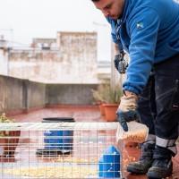 El Ayto. de Mérida intentará controlar las poblaciones de palomas