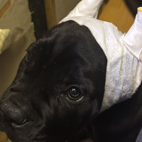 Una invesigación en Cáceres se salda con 14 detenidos por comercializar animales con amputaciones ilegales