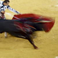 Denuncian que un pueblo pacense quiere menores en una corrida de toros