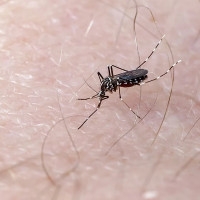 El SES confirma un caso de fiebre del Nilo Occidental en Extremadura