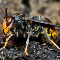 Alertan sobre la expansión de la avispa asiática y el aumento del riesgo asociado a garrapatas y mosquitos