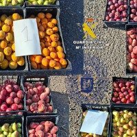 Cinco pacenses investigados por la sustracción de 1.500 kg de fruta en una explotación de Badajoz