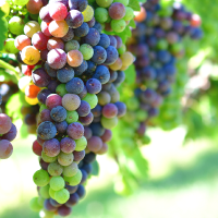 Reclaman garantías de precios para los productores de uva de la provincia de Cáceres