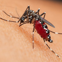 Don Benito aprueba su plan contra el virus del Nilo para blindar el municipio
