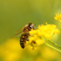Proponen llevar colmenas de abejas a las zonas afectadas por incendios para acelerar la regeneración