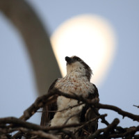 ¿Cómo reaccionarán las aves ante el eclipse de sol del próximo 12 de agosto?