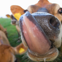 Activan las ayudas para la vacunación voluntaria de ovinos frente a la lengua azul