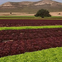 Exigen transparencia en la inversión de 20 M€ en el regadío de Tierra de Barros