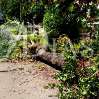 Cae una palmera de grandes dimensiones en plena avenida de Huelva