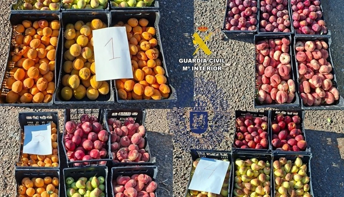 Cinco pacenses investigados por la sustracción de 1.500 kg de fruta en una explotación de Badajoz