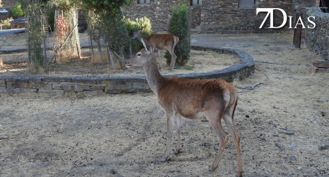 Así se vive la berrea del ciervo en el Parque Nacional de Monfragüe