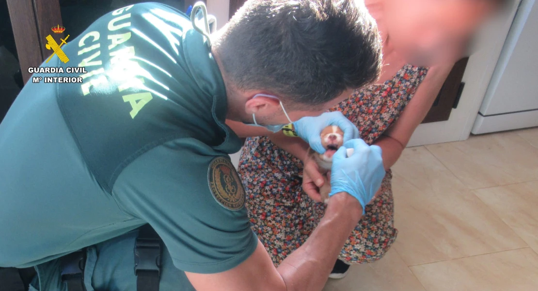 Investigado por abandonar siete cachorros en un contenedor en Extremadura