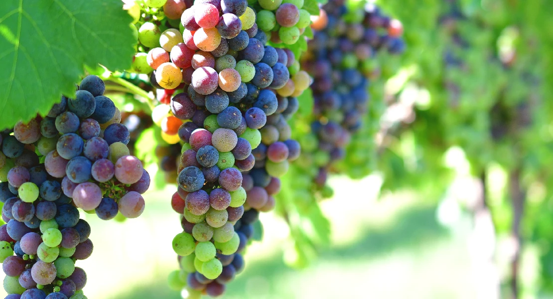 Reclaman garantías de precios para los productores de uva de la provincia de Cáceres