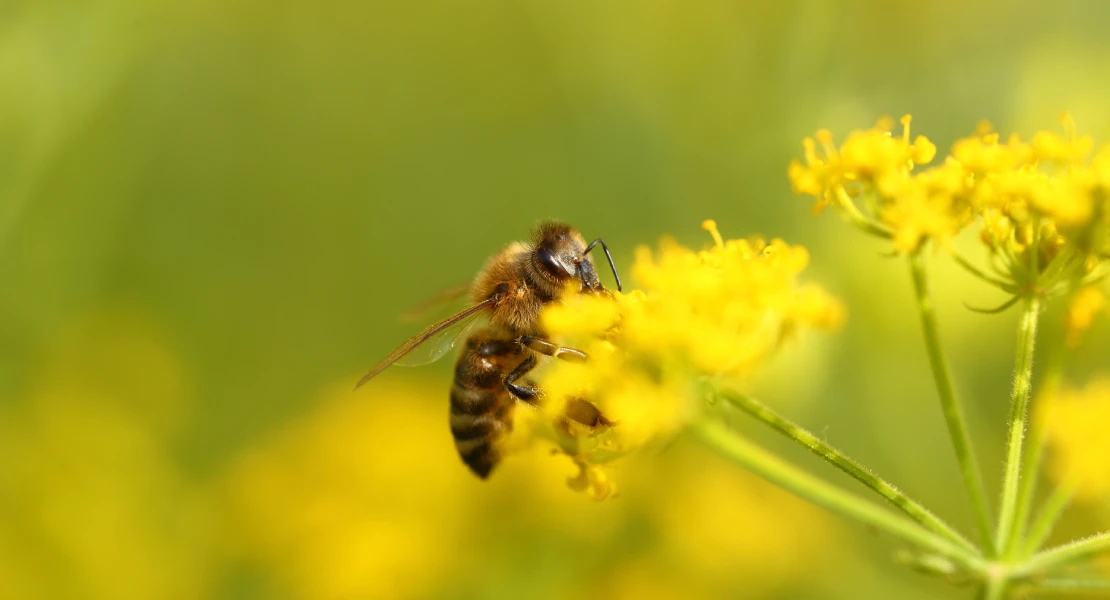 Proponen llevar colmenas de abejas a las zonas afectadas por incendios para acelerar la regeneración