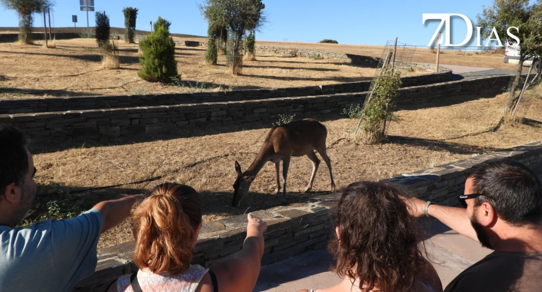 Así se vive la berrea del ciervo en el Parque Nacional de Monfragüe