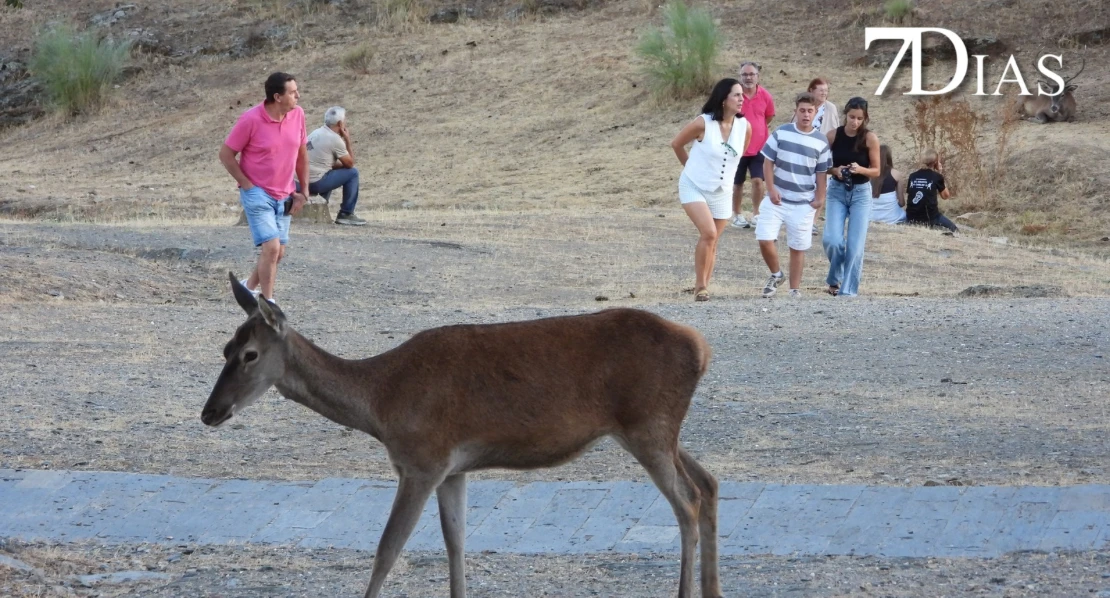 Así se vive la berrea del ciervo en el Parque Nacional de Monfragüe