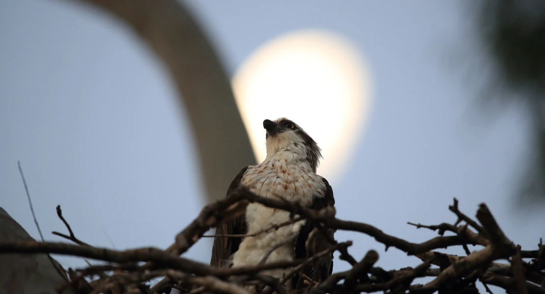 ¿Cómo reaccionarán las aves ante el eclipse de sol del próximo 12 de agosto?