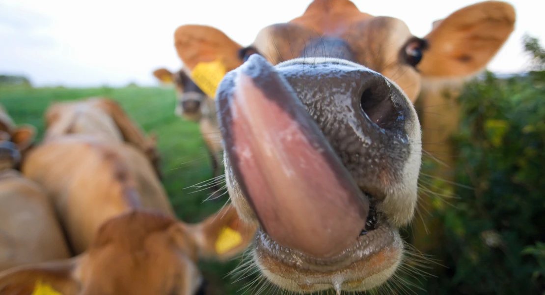 Activan las ayudas para la vacunación voluntaria de ovinos frente a la lengua azul