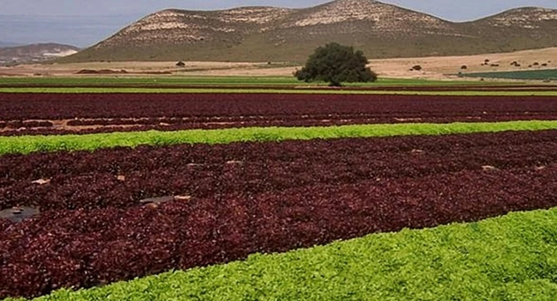 Exigen transparencia en la inversión de 20 M€ en el regadío de Tierra de Barros