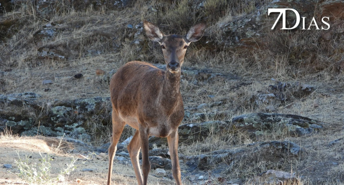 Así se vive la berrea del ciervo en el Parque Nacional de Monfragüe