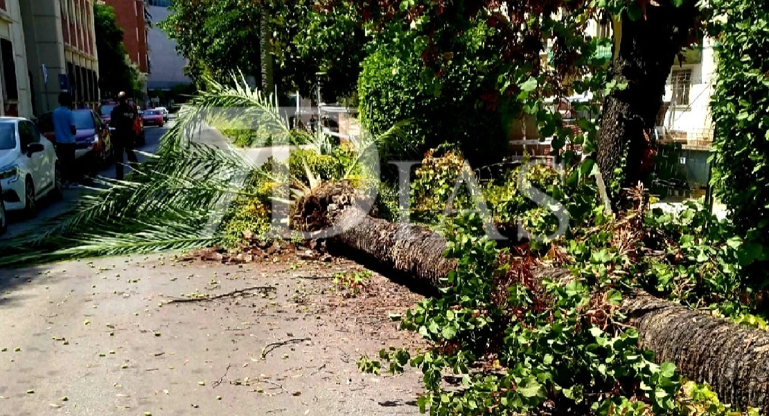 Cae una palmera de grandes dimensiones en plena avenida de Huelva