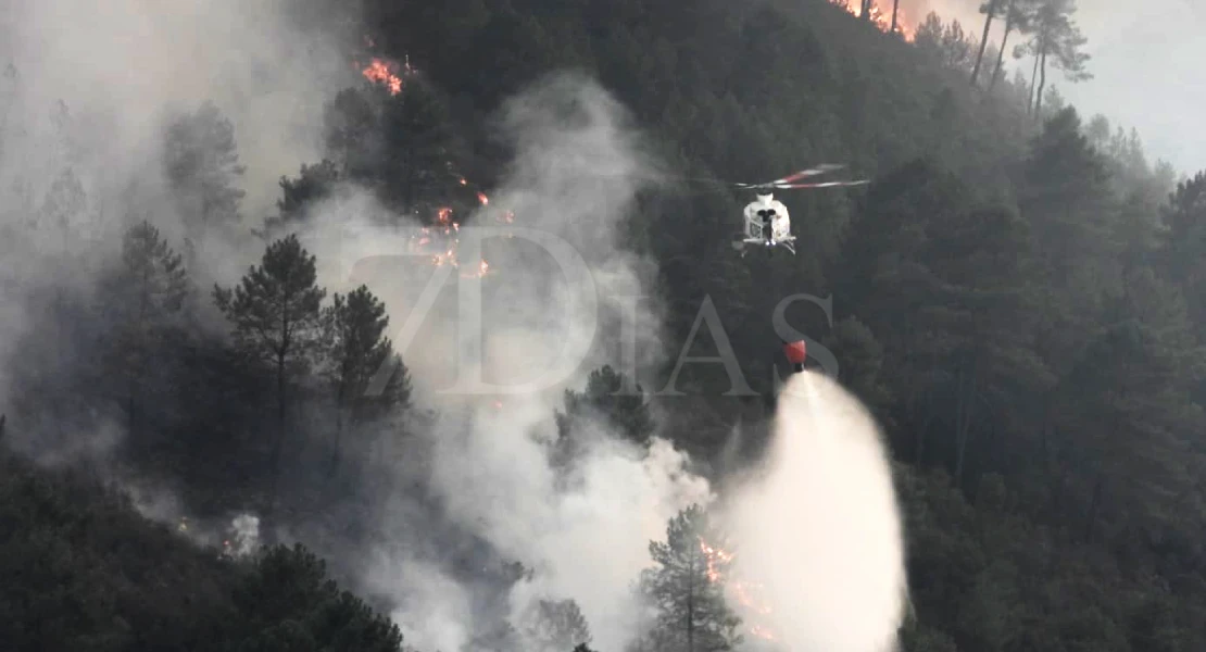 Repoblar de nuevo con pinos los terrenos quemados sería echar más leña al fuego
