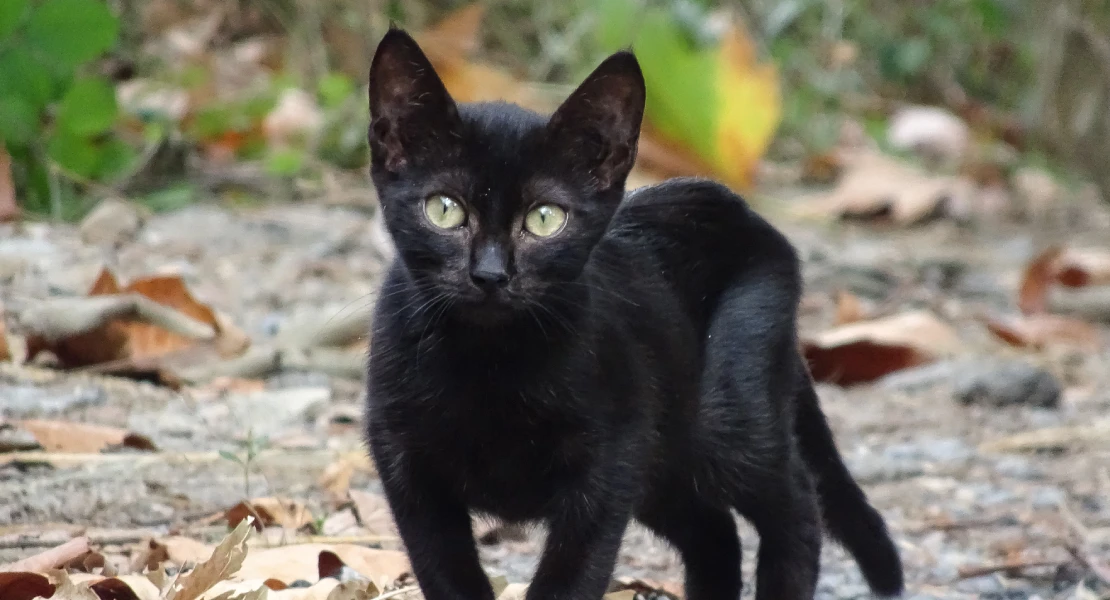Extremadura activa una campaña para frenar el abandono de camadas de gatos