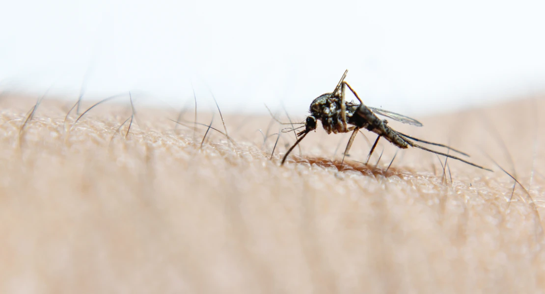 Nuevos casos del virus del Nilo en Extremadura: tres mujeres y un hombre contagiados