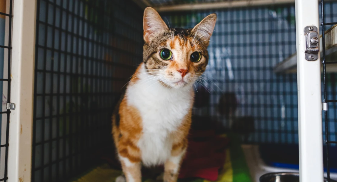 Reclaman un programa de gestión felina ante la situación de la protectora de Herrera del Duque
