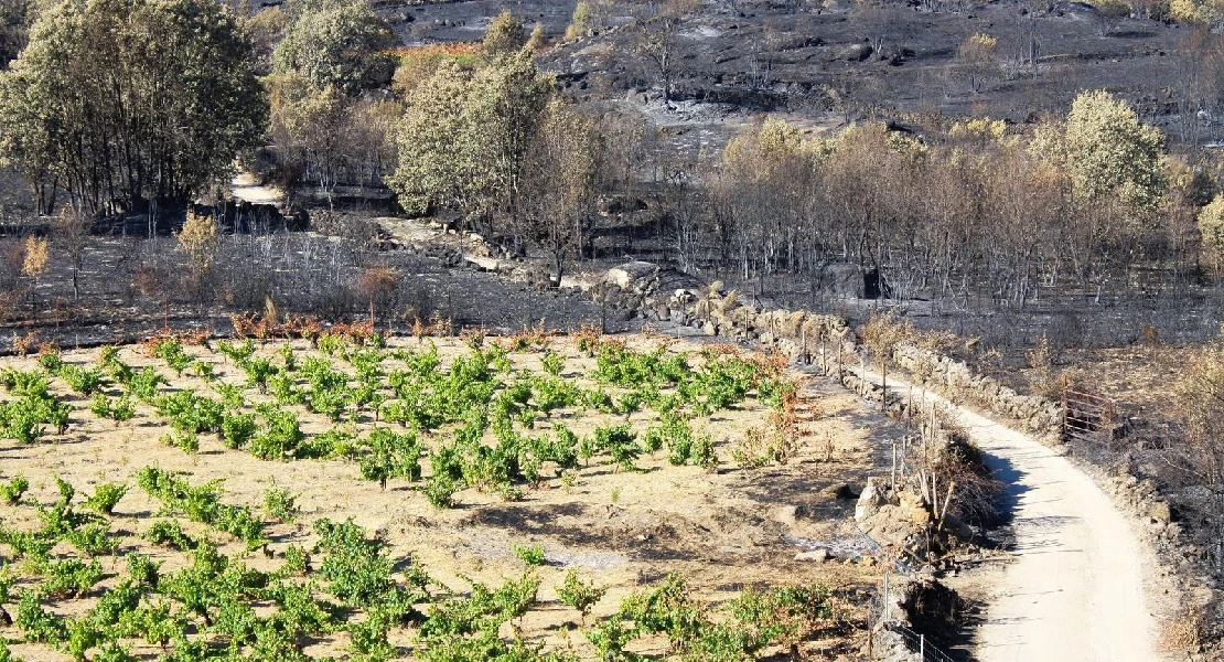 Nace una plataforma orientada a reivindicar el valor del viñedo sostenible en Gredos